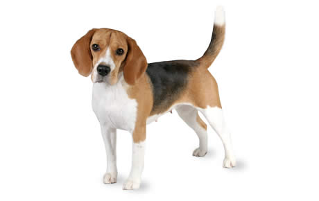 Case Report : Cas d’intersexualité chez un beagle.